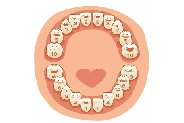 小小乳牙作用大，从五个方面认识乳牙的作用
